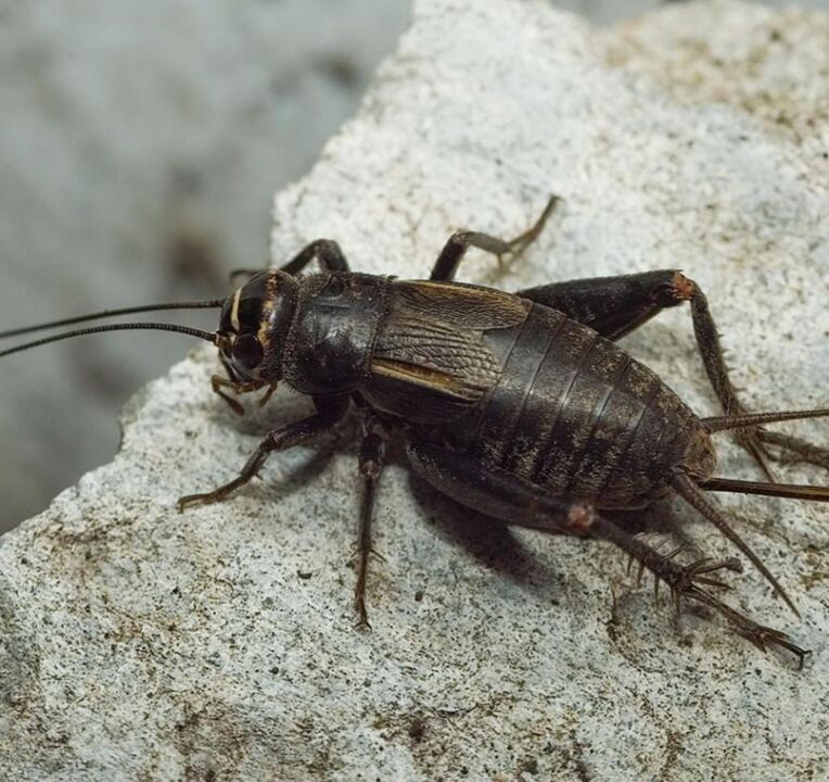 lucky scarab beetle
